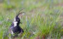 Blowing in the wind.